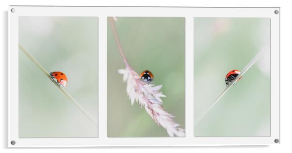 Ladybird Travels Acrylic by Mark Jones
