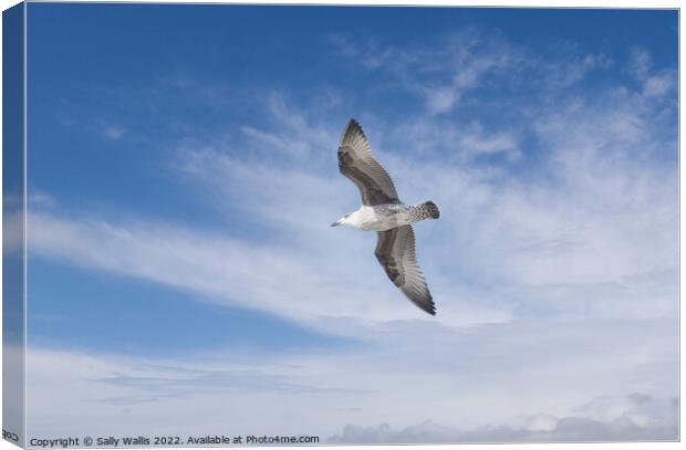 Herring gull flying against blue sky Canvas Print by Sally Wallis