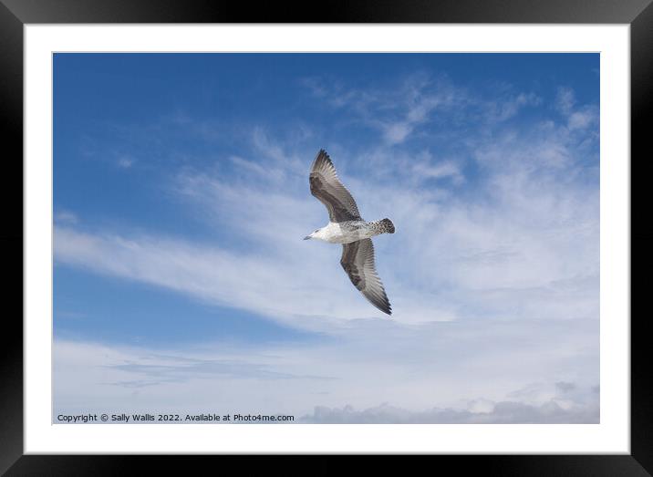 Herring gull flying against blue sky Framed Mounted Print by Sally Wallis