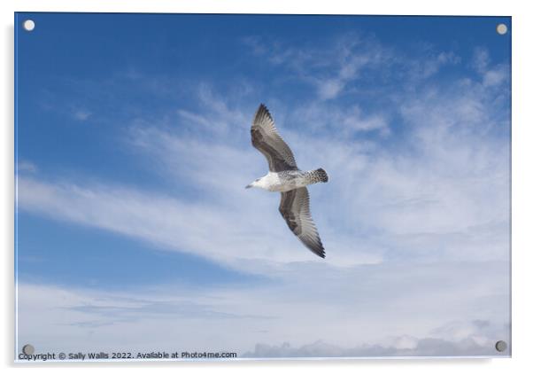 Herring gull flying against blue sky Acrylic by Sally Wallis