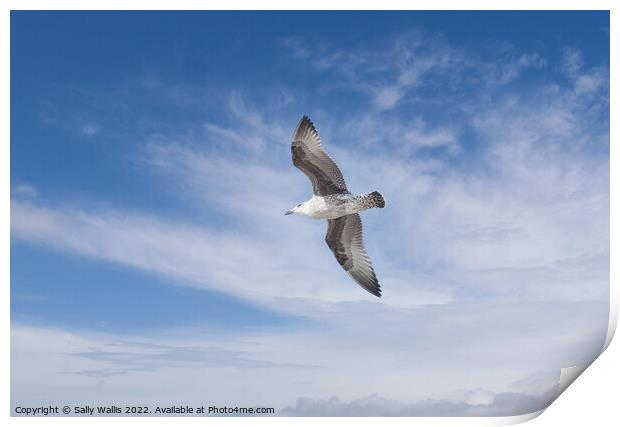 Herring gull flying against blue sky Print by Sally Wallis