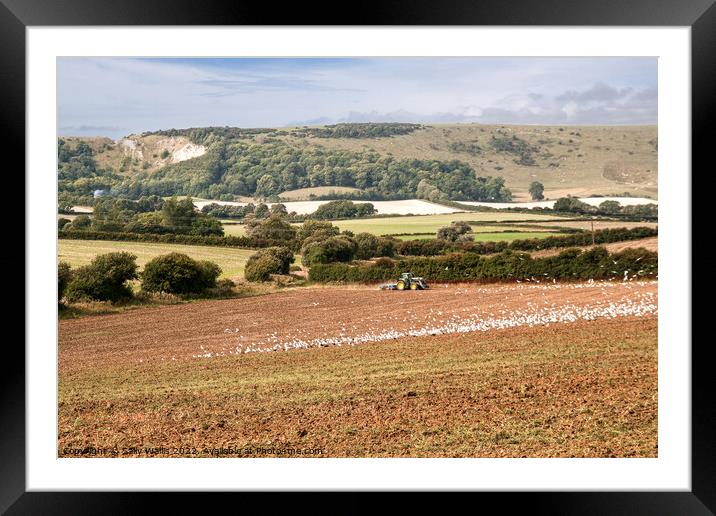 Flock of seagulls on ploughed field Framed Mounted Print by Sally Wallis