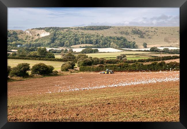 Flock of seagulls on ploughed field Framed Print by Sally Wallis