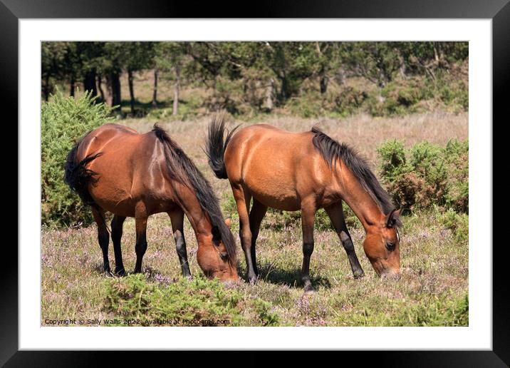 New Forest Ponies grazing on heather Framed Mounted Print by Sally Wallis
