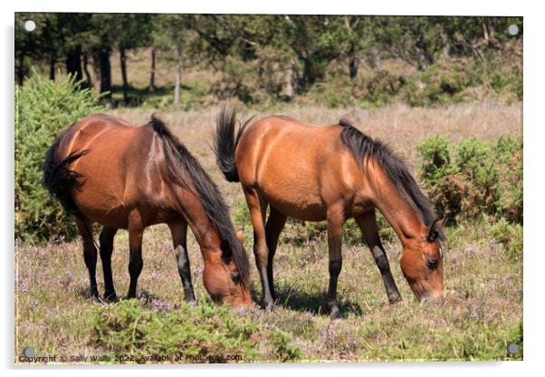 New Forest Ponies grazing on heather Acrylic by Sally Wallis