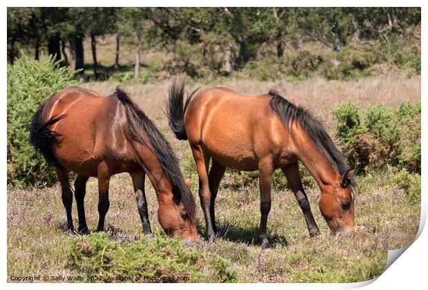 New Forest Ponies grazing on heather Print by Sally Wallis