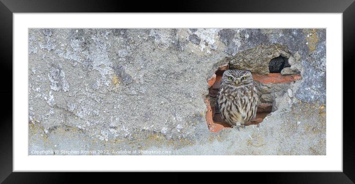 Little owl Framed Mounted Print by Stephen Rennie
