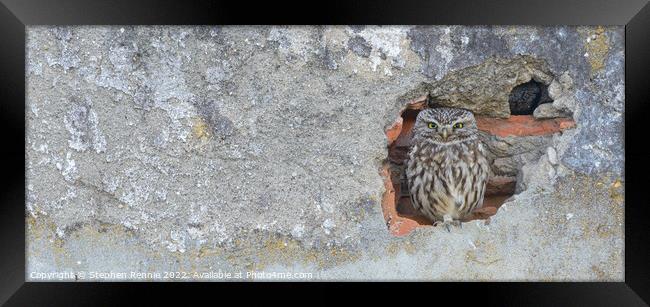 Little owl Framed Print by Stephen Rennie