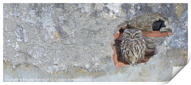 Little owl Print by Stephen Rennie