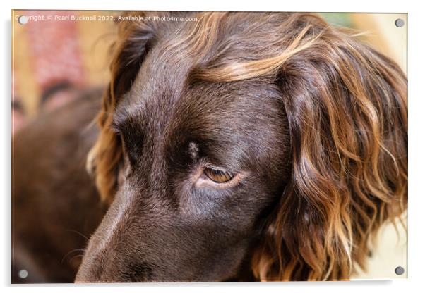 English Cocker Spaniel Headshot Acrylic by Pearl Bucknall