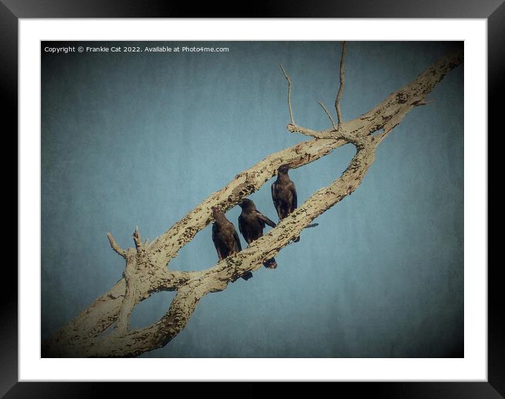 3 Crows Framed Mounted Print by Frankie Cat