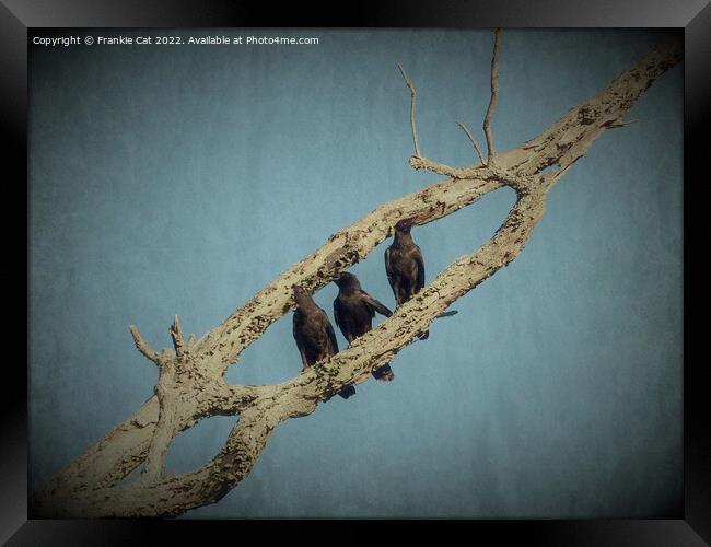 3 Crows Framed Print by Frankie Cat