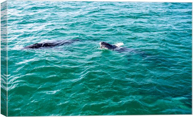 Humpback Whales Watching During Migration    Canvas Print by Antonio Ribeiro