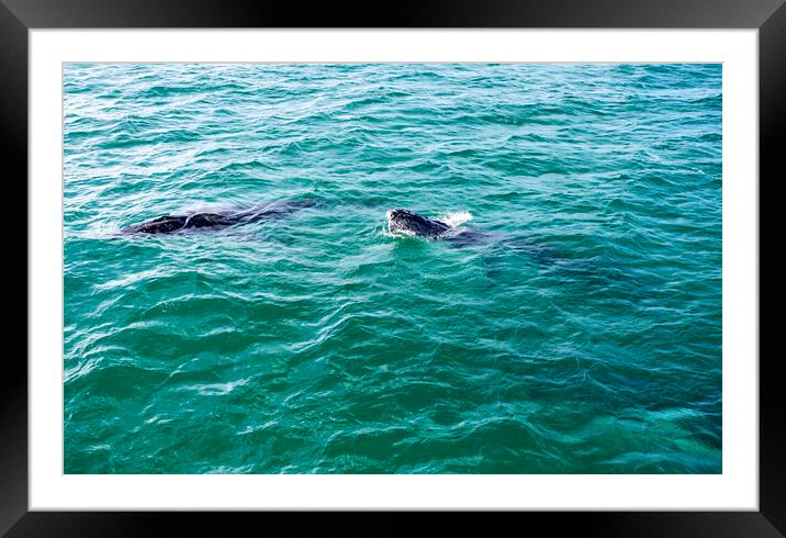 Humpback Whales Watching During Migration    Framed Mounted Print by Antonio Ribeiro