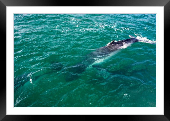 Humpback Whales Watching During Migration    Framed Mounted Print by Antonio Ribeiro