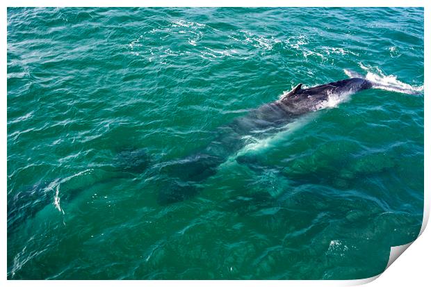 Humpback Whales Watching During Migration    Print by Antonio Ribeiro