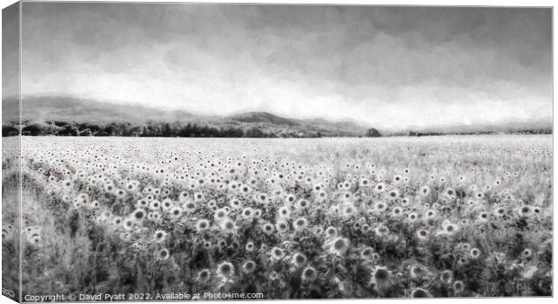 Sunflower Dream Vista  Canvas Print by David Pyatt