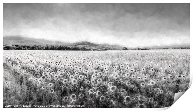 Sunflower Dream Vista  Print by David Pyatt