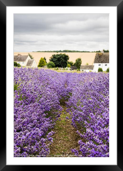 Rows Of Cotswold Lavender In The Fields At Snowshill, Worcesters Framed Mounted Print by Peter Greenway