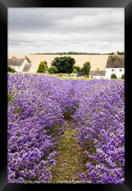 Rows Of Cotswold Lavender In The Fields At Snowshill, Worcesters Framed Print by Peter Greenway