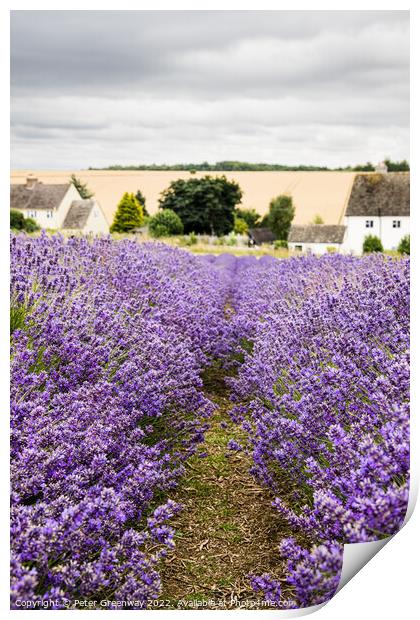 Rows Of Cotswold Lavender In The Fields At Snowshill, Worcesters Print by Peter Greenway