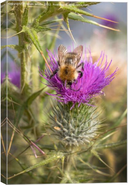 Bee and thistle in harmony Canvas Print by Kevin White