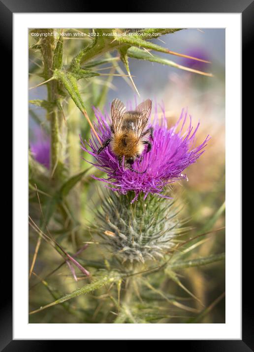 Bee and thistle in harmony Framed Mounted Print by Kevin White