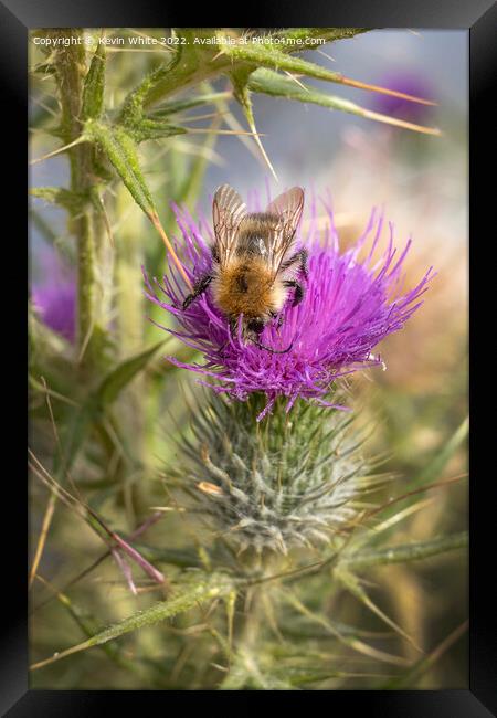 Bee and thistle in harmony Framed Print by Kevin White