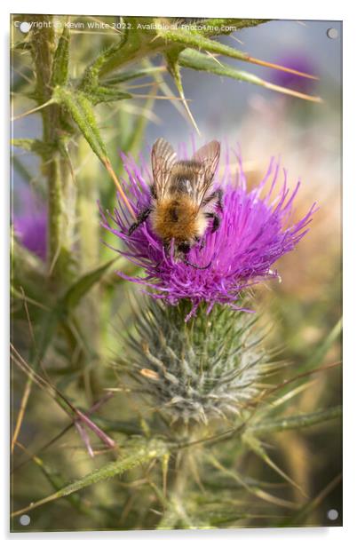 Bee and thistle in harmony Acrylic by Kevin White