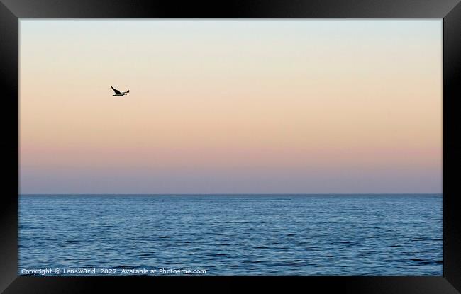 A bird flying over a body of water Framed Print by Lensw0rld 