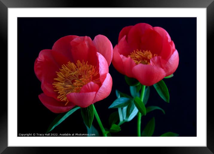 Pink Peonies Framed Mounted Print by Tracy Hall