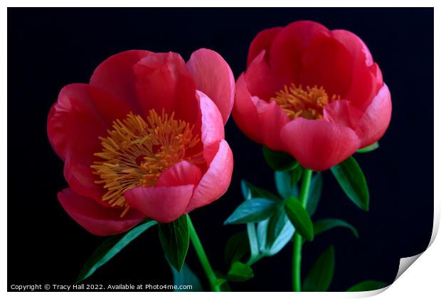 Pink Peonies Print by Tracy Hall