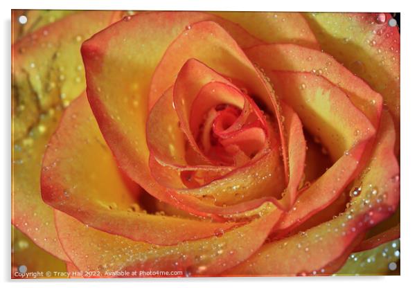 Orange Lemon Rose Acrylic by Tracy Hall