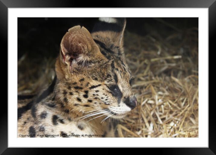  A Wild Spotted Cat Framed Mounted Print by Marie Castagnoli