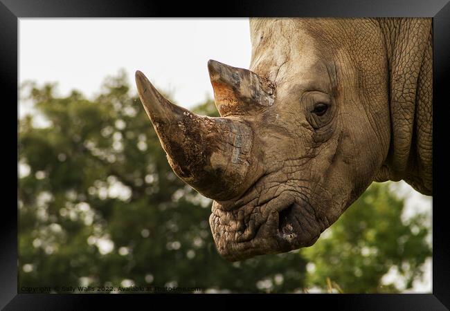 Focus on Rhino horn Framed Print by Sally Wallis