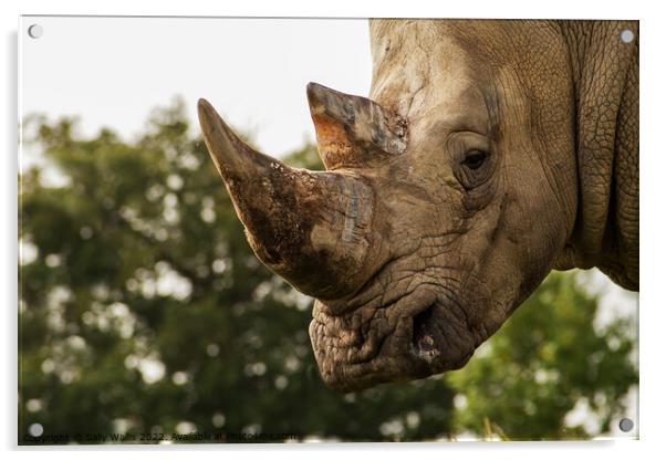 Focus on Rhino horn Acrylic by Sally Wallis
