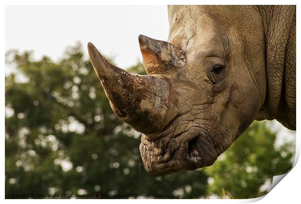 Focus on Rhino horn Print by Sally Wallis