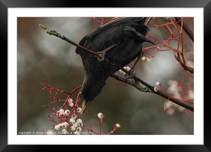 Male Blackbird Feeding on White Berries in a Tree. Framed Mounted Print by Steve Gill
