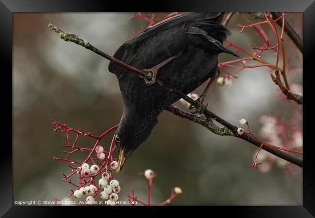Male Blackbird Feeding on White Berries in a Tree. Framed Print by Steve Gill