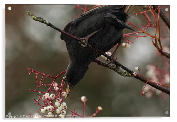 Male Blackbird Feeding on White Berries in a Tree. Acrylic by Steve Gill