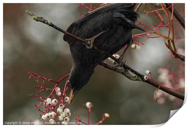 Male Blackbird Feeding on White Berries in a Tree. Print by Steve Gill