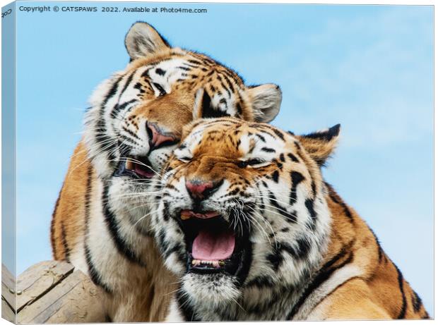 TIGERS - DOUBLE TROUBLE Canvas Print by CATSPAWS 