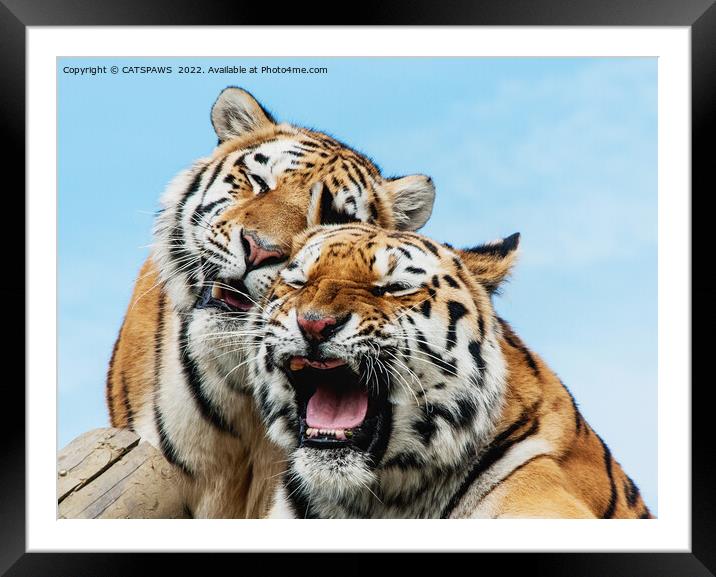 TIGERS - DOUBLE TROUBLE Framed Mounted Print by CATSPAWS 