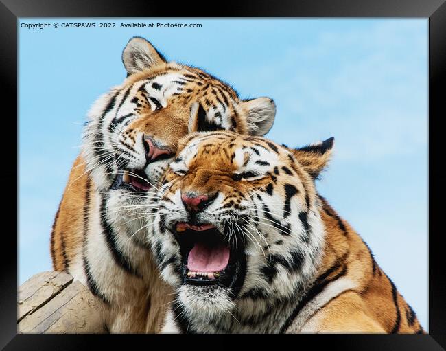 TIGERS - DOUBLE TROUBLE Framed Print by CATSPAWS 