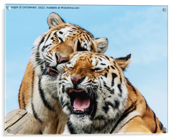 TIGERS - DOUBLE TROUBLE Acrylic by CATSPAWS 