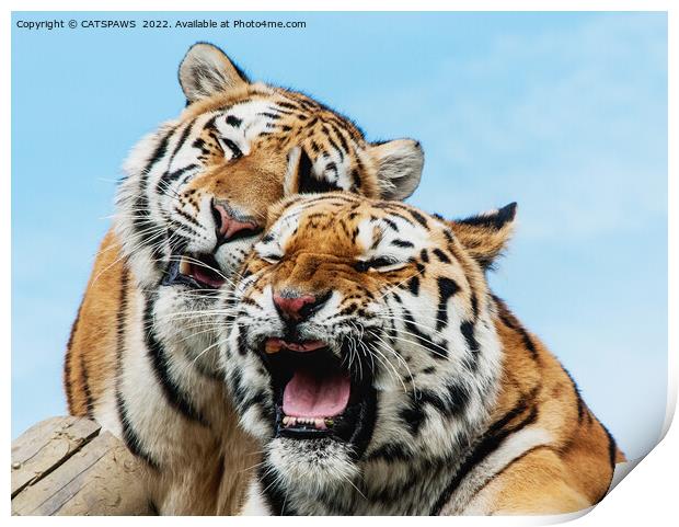 TIGERS - DOUBLE TROUBLE Print by CATSPAWS 