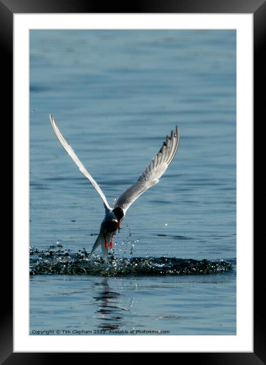 Tern catching a fish Framed Mounted Print by Tim Clapham