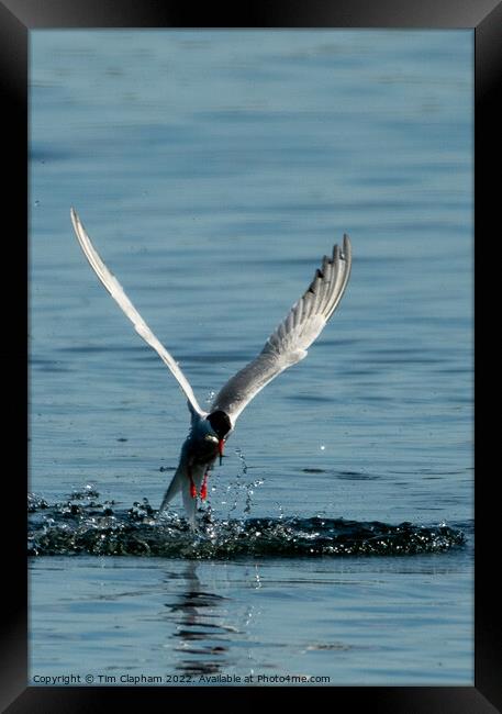 Tern catching a fish Framed Print by Tim Clapham