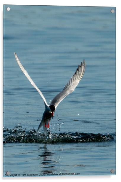 Tern catching a fish Acrylic by Tim Clapham