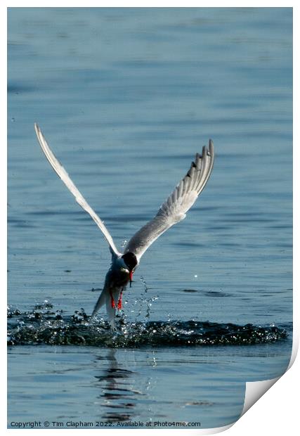 Tern catching a fish Print by Tim Clapham